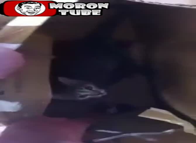 Video :A Marseille SPA volunteer rescues kittens that are wrapped in a cardboard box